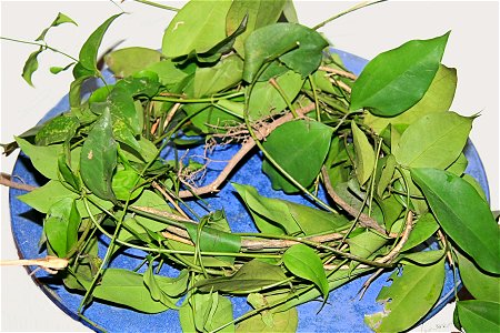 Một bó lá vằng đang phơi.