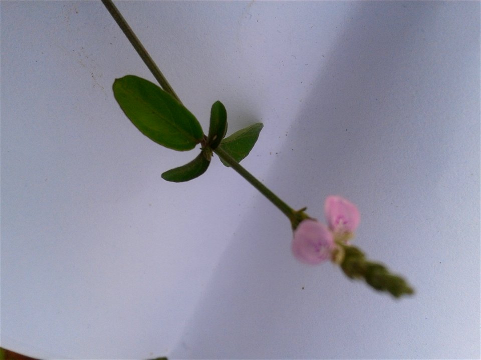 கோடக சாலை
Botanical name: Justicia procumbens
Common name: Water Will
contains a bitter alkaloid which  is used as a substitute for Fumaria. Useful in asthma, coughs, and rheumatism. Leaf juice  is us