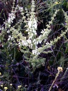 Salvia argentea habitus Campo de Calatrava, Spain