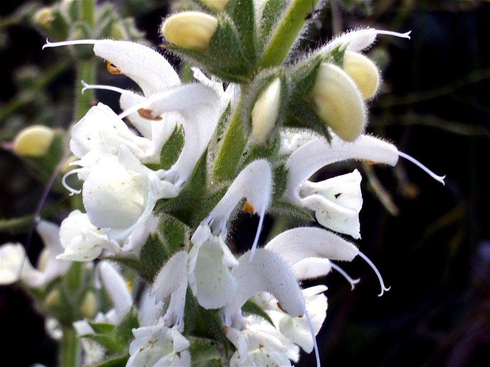 Salvia argentea Flowers Close up Campo de Calatrava, Spain