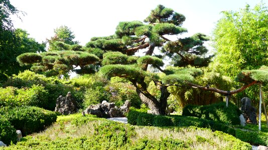 Japanese japanese garden botany photo