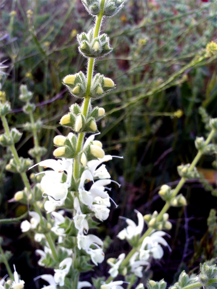 Salvia argentea Stem, Campo de Calatrava, Spain