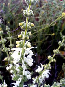 Salvia argentea Stem, Campo de Calatrava, Spain