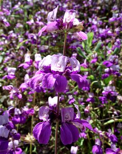 Collinsia heterophylla — Purple Chinese Houses. At Blue Sky Ecological Reserve in Poway, San Diego County, southern California. photo