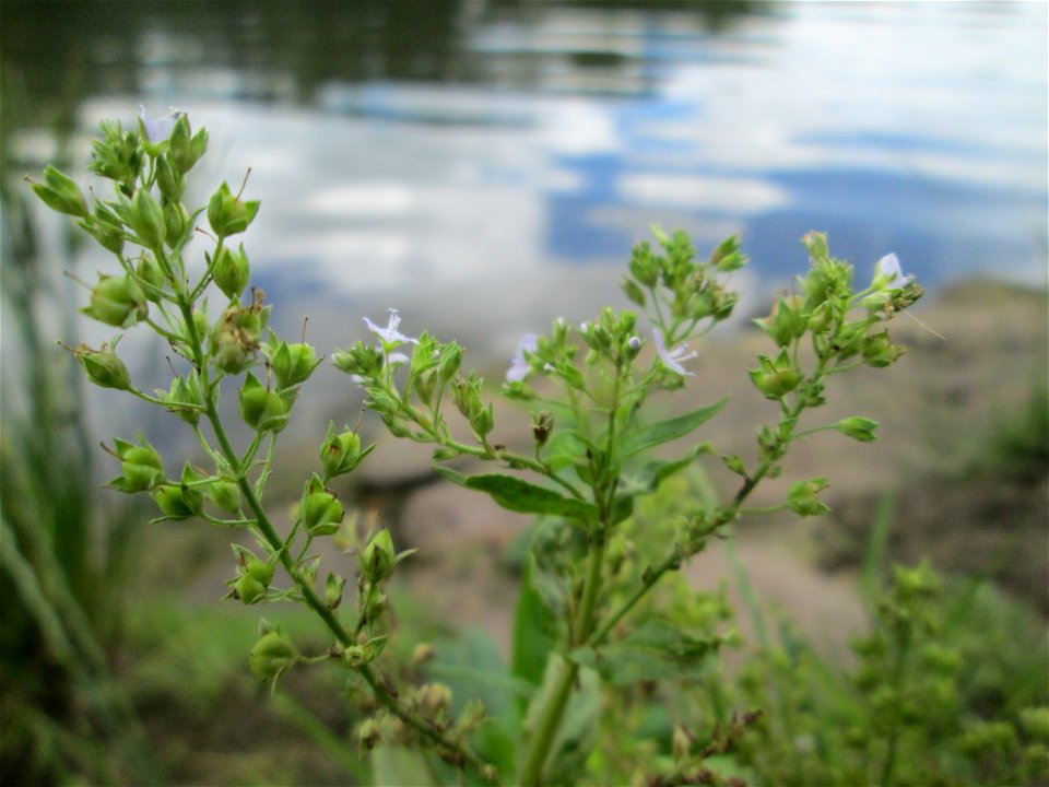 Blauer Wasser-Ehrenpreis (Veronica anagallis-aquatica) an der Saar in Sankt Arnual