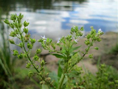 Blauer Wasser-Ehrenpreis (Veronica anagallis-aquatica) an der Saar in Sankt Arnual