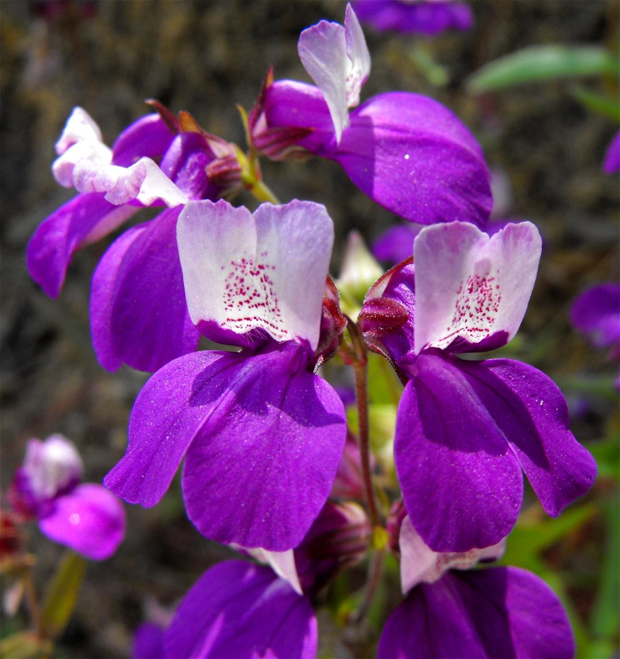 — Purple Chinese Houses.
At Blue Sky Ecological Reserve in Poway, San Diego County, southern California.
