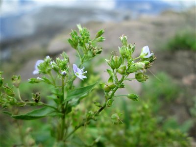 Blauer Wasser-Ehrenpreis (Veronica anagallis-aquatica) an der Saar in Sankt Arnual