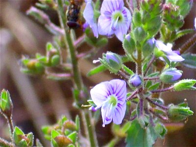 Veronica anagallis-aquatica inflorescence close up Campo de Calatrava, Spain