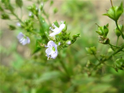 Blauer Wasser-Ehrenpreis (Veronica anagallis-aquatica) an der Saar in Sankt Arnual