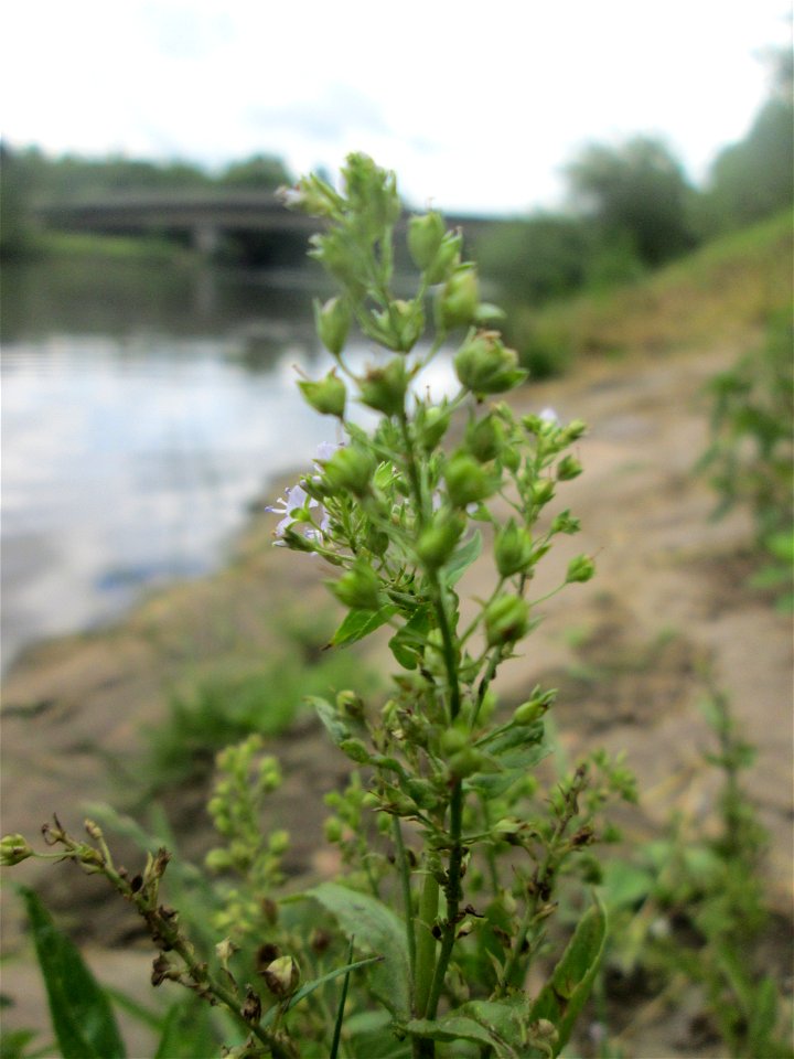 Blauer Wasser-Ehrenpreis (Veronica anagallis-aquatica) an der Saar in Sankt Arnual