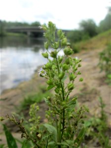 Blauer Wasser-Ehrenpreis (Veronica anagallis-aquatica) an der Saar in Sankt Arnual
