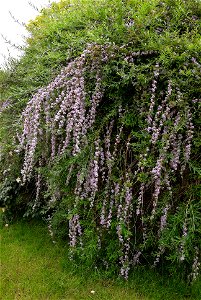 Fountain butterflybush