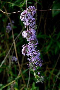 Fountain butterflybush