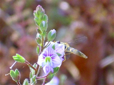 Veronica anagallis-aquatica flower close up Campo de Calatrava, Spain