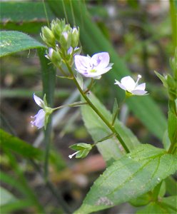 Veronica anagallis-aquatica at Blue Sky Ecological Reserve in Poway, California, USA.