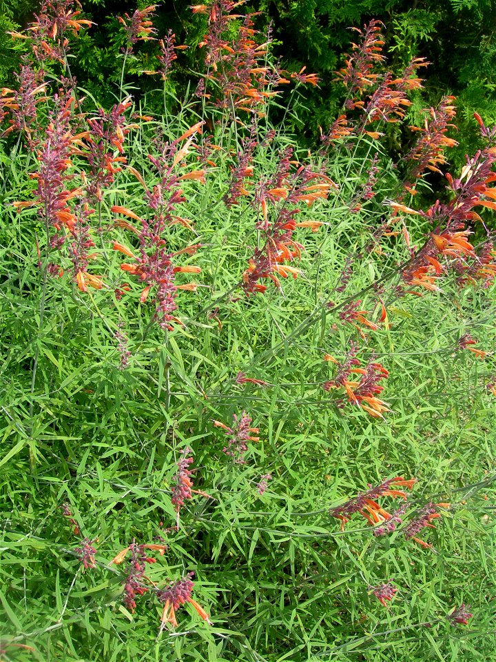 Threadleaf giant hyssop