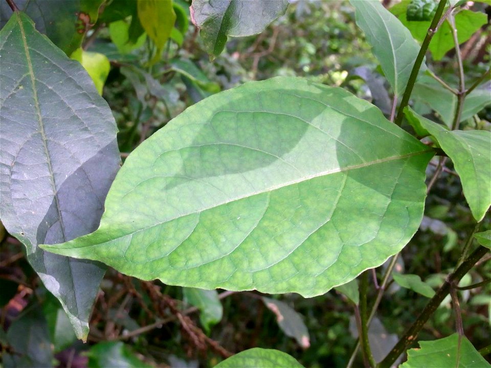 Clerodendrum, near the summit of Mount Keira. Probably C. floribundum as it lacked hairs. Apparently a different leaf to C. tomentosum. Looked most different to C. tomentosum