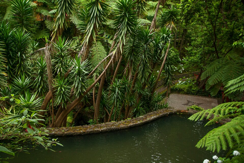 Tropical exotic ferns