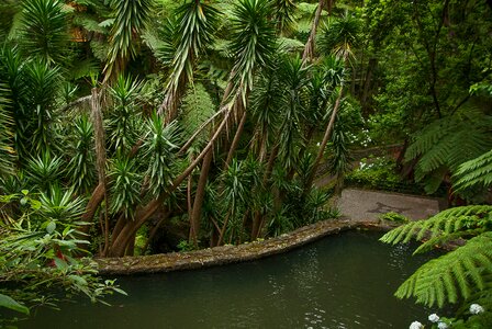 Tropical exotic ferns