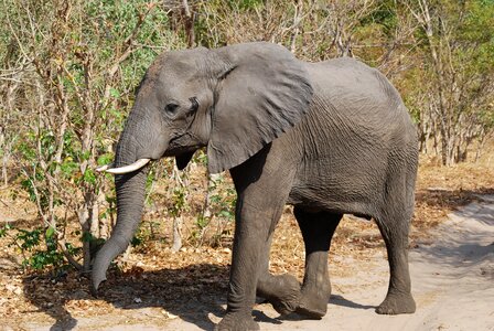 Elephant africa botswana photo
