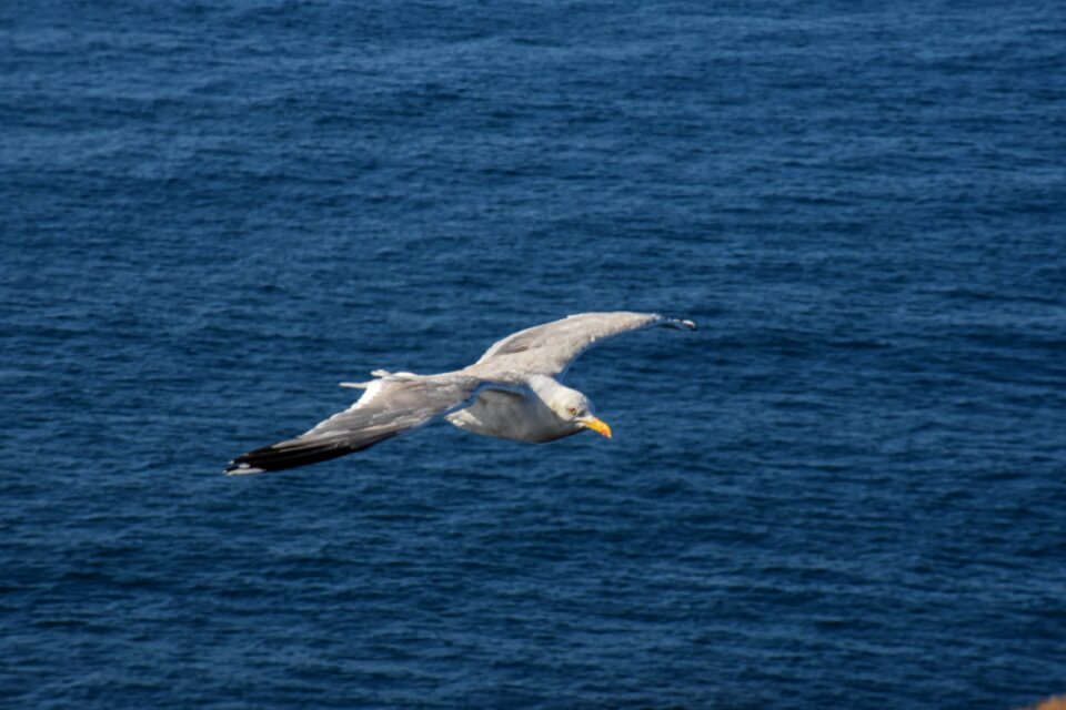 Birds outdoors ocean