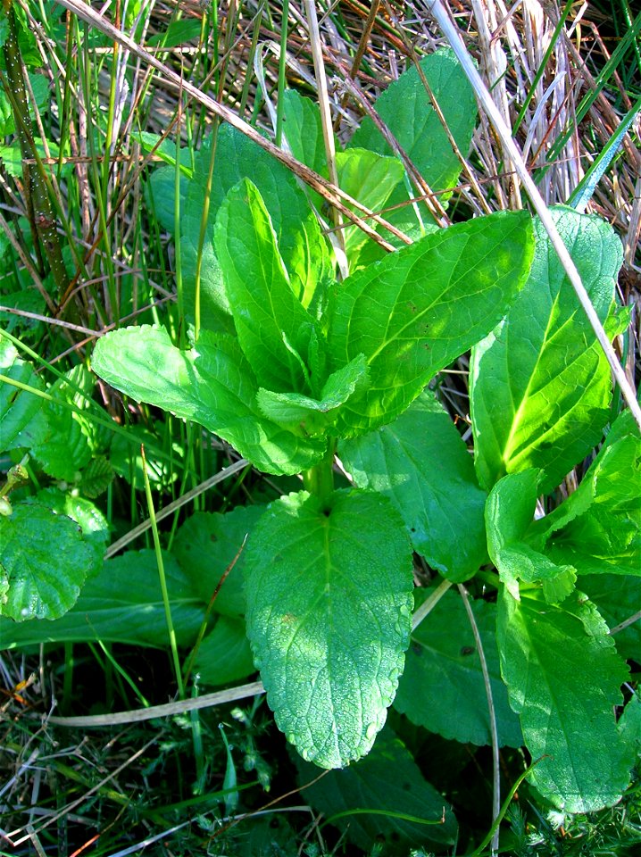 Scrophularia umbrosa - Green Figwort or Scarce Water Betony. Dalgarven Mill. Ayrshire. Scotland.