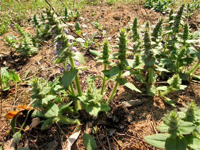 Genfer Günsel (Ajuga genevensis) in der Schwetzinger Hardt