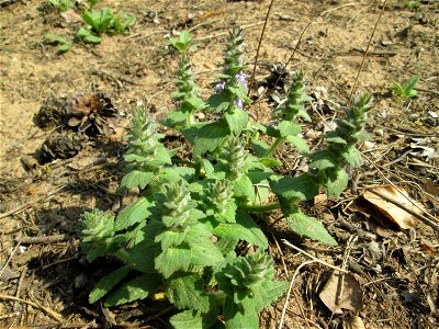 Genfer Günsel (Ajuga genevensis) in der Schwetzinger Hardt