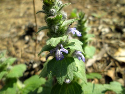 Genfer Günsel (Ajuga genevensis) in der Schwetzinger Hardt