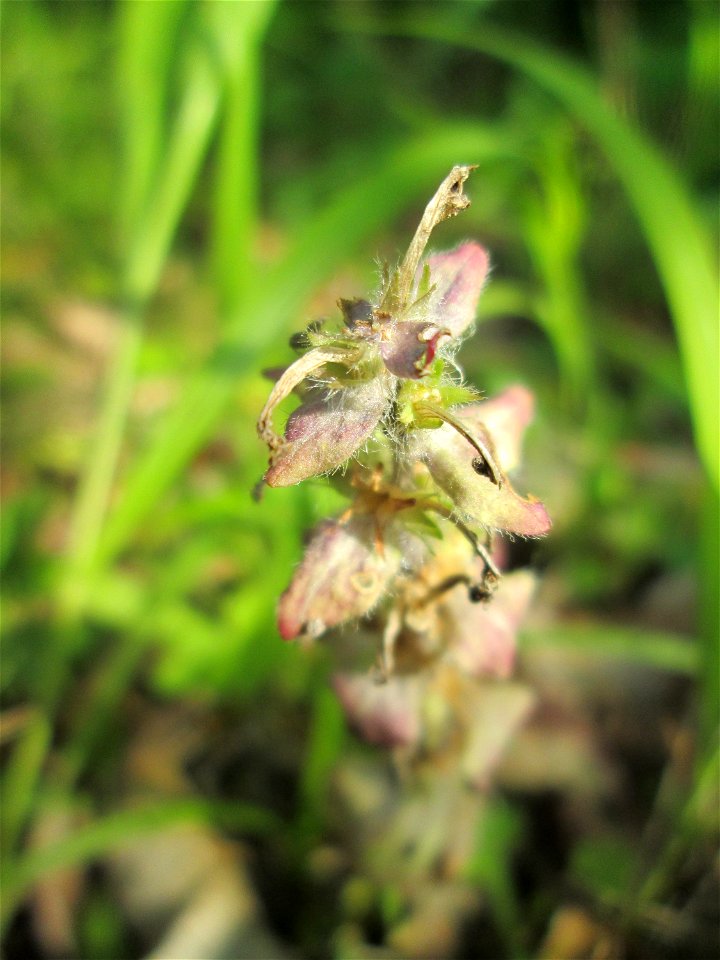 Verblühter Genfer Günsel (Ajuga genevensis) in der Schwetzinger Hardt