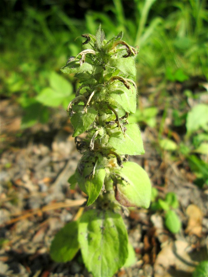 Verblühter Genfer Günsel (Ajuga genevensis) in der Schwetzinger Hardt