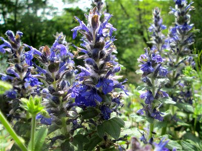 Genfer Günsel (Ajuga genevensis) nahe am Baggersee in der Schwetzinger Hardt
