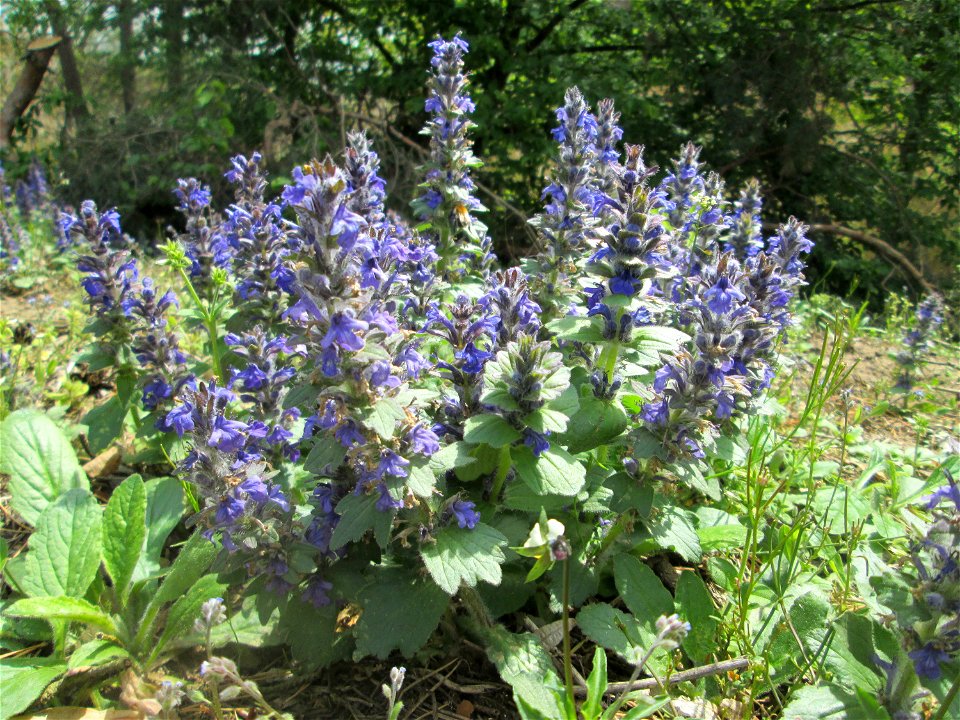 Genfer Günsel (Ajuga genevensis) nahe am Baggersee in der Schwetzinger Hardt