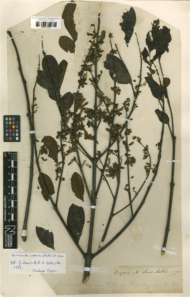 Bignonia copaia Aubl. (=Jacaranda copaia (Aubl.) D.Don) - herbier collecté par Aublet en Guyane, conservé au British Museum BM001209659