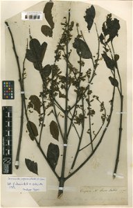 Bignonia copaia Aubl. (=Jacaranda copaia (Aubl.) D.Don) - herbier collecté par Aublet en Guyane, conservé au British Museum BM001209659 photo