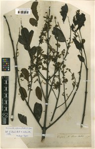 Bignonia copaia Aubl. (=Jacaranda copaia (Aubl.) D.Don) - herbier collecté par Aublet en Guyane, conservé au British Museum BM001209659