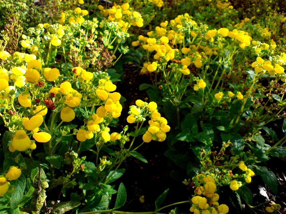 Calceolaria integrifolia (Strauch-Pantoffelblume) - Botanischer Garten Leipzig