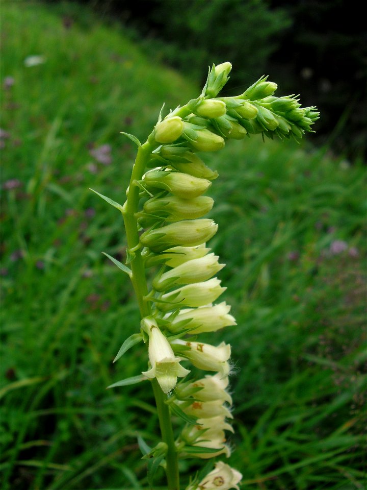 Fleur sur les rivages de l'Oule (65)