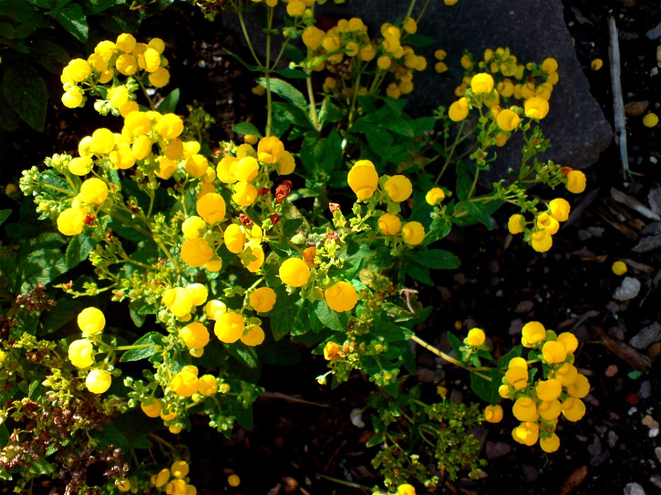 Calceolaria integrifolia (Strauch-Pantoffelblume) - Botanischer Garten Leipzig