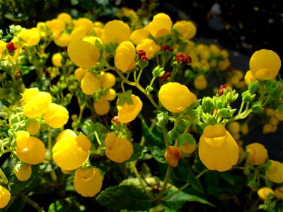 Calceolaria integrifolia (Strauch-Pantoffelblume) - Botanischer Garten Leipzig