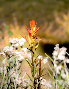An Indian Paint Brush photo