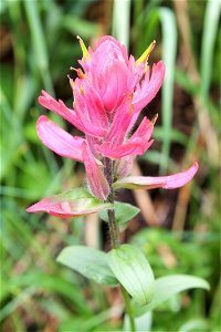 A Pink Indian Paint Brush