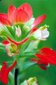Image title: Scarlet paintbrush flwer castilleja miniata
Image from Public domain images website, http://www.public-domain-image.com/full-image/flora-plants-public-domain-images-pictures/flowers-publi
