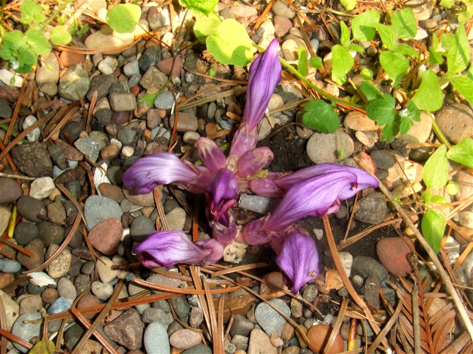 Lathraea clandestina, picture taken at the Botanische Tuin TU Delft in Delft, The Netherlands