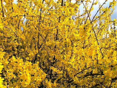 Image title: Forsythia europaea Image from Public domain images website, http://www.public-domain-image.com/full-image/flora-plants-public-domain-images-pictures/bushes-and-shrubs-public-domain-images photo