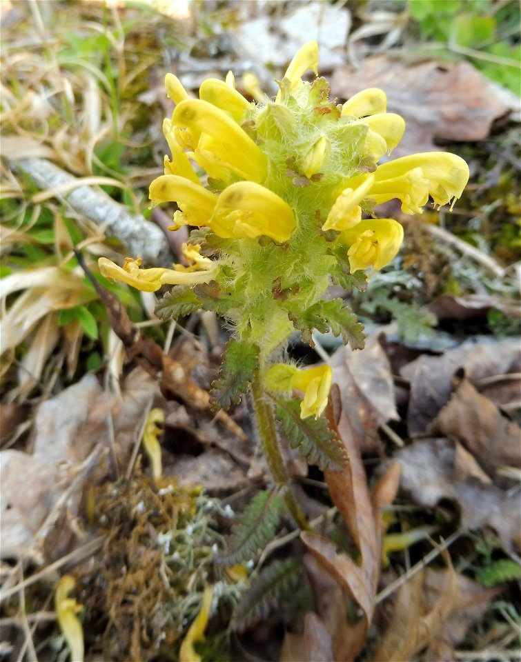 Pedicularis canadensis, dry acidic woodland around reservoir. Pennyrile Forest State Park, Christian County, Kentucky