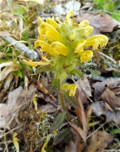 Pedicularis canadensis, dry acidic woodland around reservoir. Pennyrile Forest State Park, Christian County, Kentucky