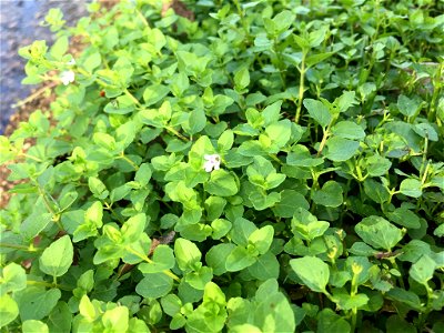 Photo of Clinopodium brownei uploaded from iNaturalist.