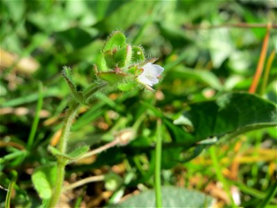 Efeu-Ehrenpreis (Veronica hederifolia) im Bürgerpark Saarbrücken